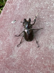 Sphaenognathus giganteus