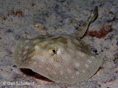 Urobatis jamaicensis