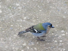 Fringilla coelebs moreletti