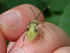 Anasa