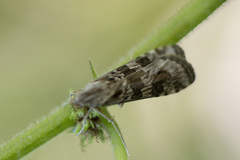 Nomophila