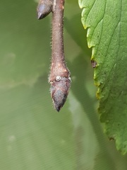 Satyrium w-album