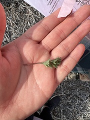 Eschscholzia californica