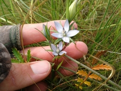 Lomatogonium rotatum