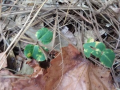 Mitchella repens