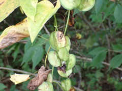 Dioscorea