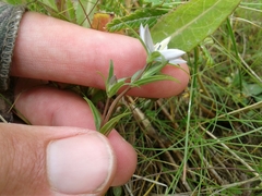 Lomatogonium rotatum