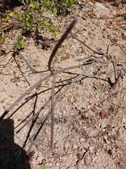 Peniocereus striatus