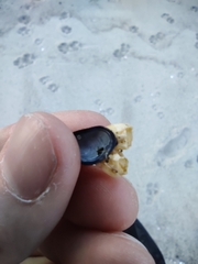 Amphibalanus improvisus