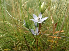 Lomatogonium rotatum