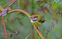 Poecilotriccus ruficeps