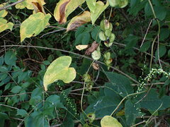 Dioscorea