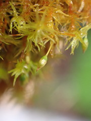 Orthotrichum