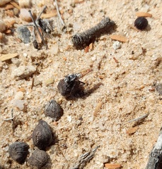 Syllegomydinae