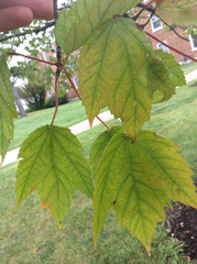 Acer rubrum rubrum