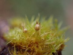 Orthotrichum pulchellum