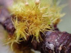 Orthotrichum pulchellum