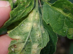 Pachypsylla celtidisvesicula