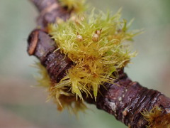 Orthotrichum pulchellum