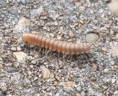 Dicellarius bimaculatus fictus