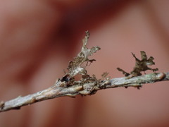 Tuckermanopsis chlorophylla