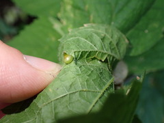 Celticecis spiniformis