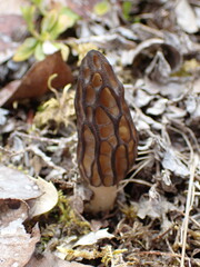 Morchella angusticeps