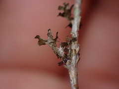 Tuckermanopsis chlorophylla
