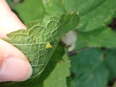 Celticecis spiniformis