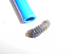 Psychomorpha epimenis