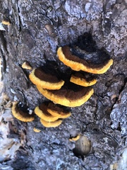 Gloeophyllum sepiarium