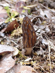 Morchella angusticeps