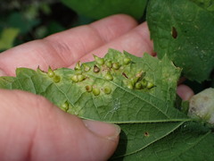 Celticecis spiniformis