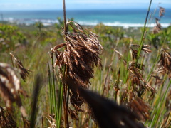Thamnochortus insignis