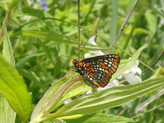 Euphydryas phaeton