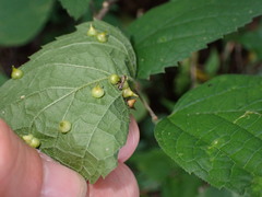 Celticecis spiniformis