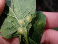 Pachypsylla celtidisvesicula