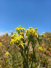 Lyperia lychnidea