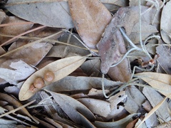 Belonocnema treatae