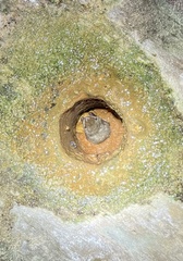 Perimyotis subflavus