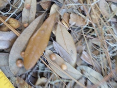 Belonocnema treatae