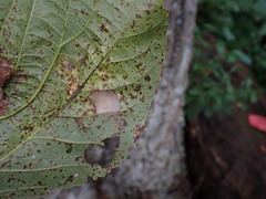 Phyllonorycter lucetiella