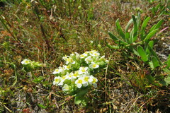 Sebaea minutiflora