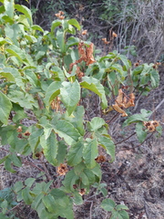 Cistus populifolius