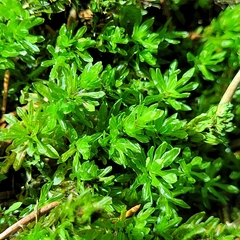 Encalypta streptocarpa