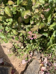 Lantana montevidensis