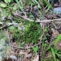 Encalypta streptocarpa