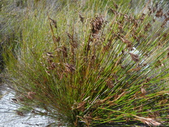 Thamnochortus insignis