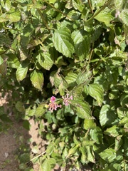 Lantana montevidensis
