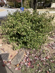 Lantana montevidensis